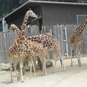 Reticulated giraffes