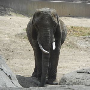 African bush elephant