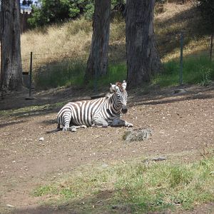 Grant's zebra