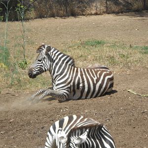 Grant's zebra