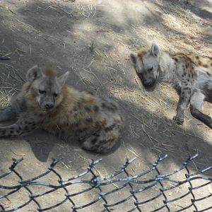 Spotted hyenas