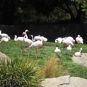 Lesser flamingos