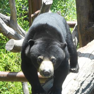 Bornean sun bear