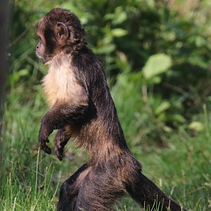 Tufted capuchin