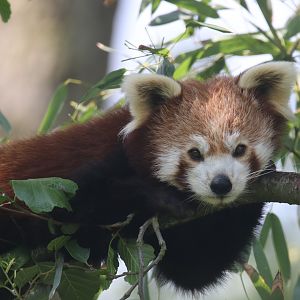 Red panda