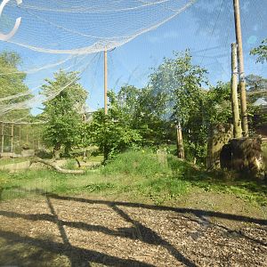 Asiatic lion enclosure
