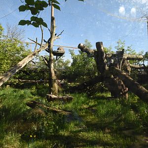 Amur leopard enclosure
