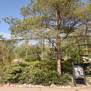 One of four Snow leopard enclosures