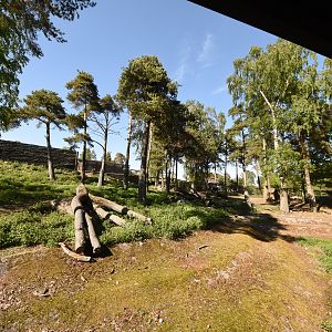 European elk enclosure