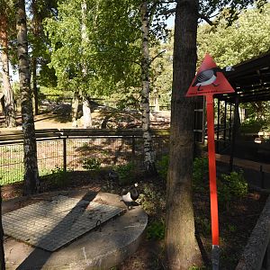 Watch out for barnacle geese