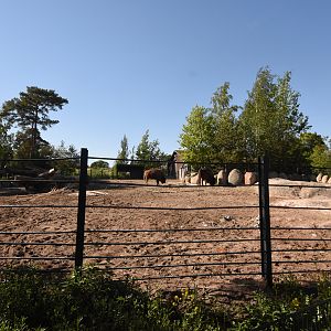 European bison enclosure