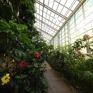 Asian tropical house