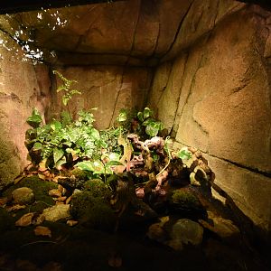 Frog terrarium