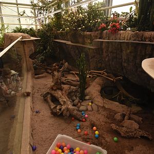 Dwarf mongoose enclosure