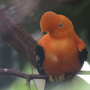 Andean cock-of-the-rock