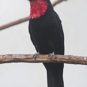 Purple-throated fruitcrow