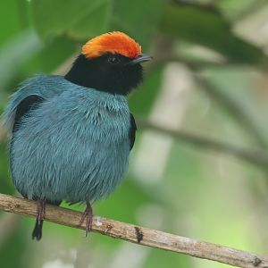 Blue manakin