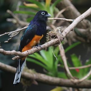 White-Tailed Trogon