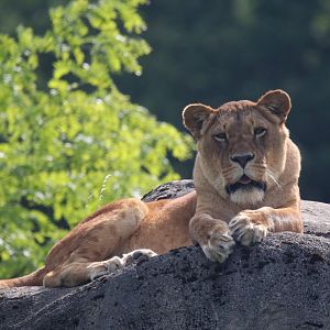 African lion