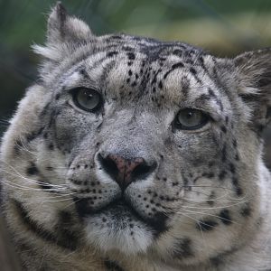 Snow leopard