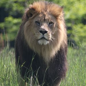 African lion