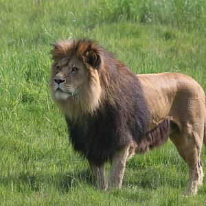 African lion
