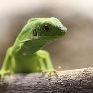 Fiji banded iguana