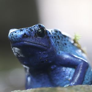 Blue poison dart frog