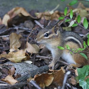 Wild chipmunk