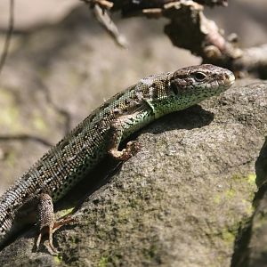 Sand lizard