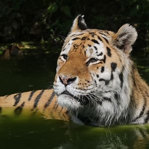 Siberian tiger