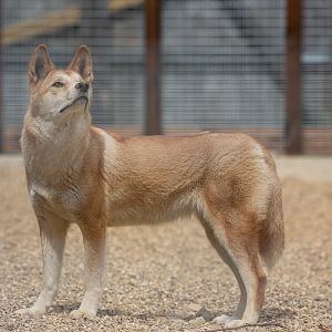 Dingo : Hamerton : 31 May 2019
