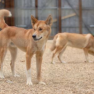 Dingo : Hamerton : 31 May 2019