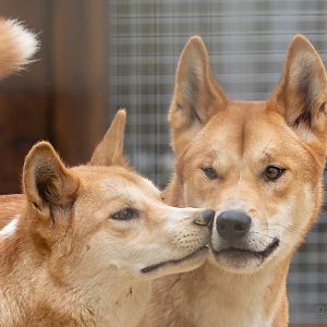 Dingo : Hamerton : 31 May 2019