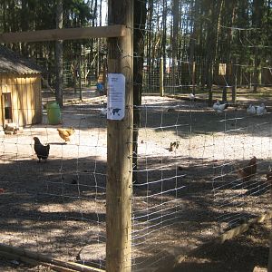 Farm Fun - Chicken exhibit