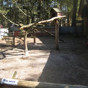Farm Fun - Coati exhibit (outdoors)