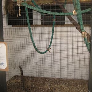 Farm Fun - Coati exhibit (indoors)