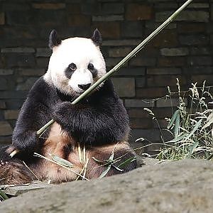 Paul & Lynsey's Zoo Tour #87 Ouwehands Dierenpark Rhenen - YouTube