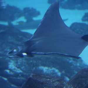 Lesser Devil Ray