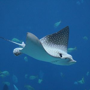spotted eagle ray