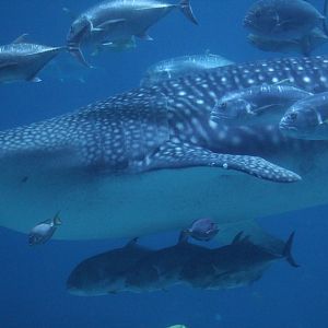 Whale Shark