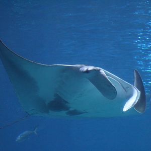 Reef Manta Ray