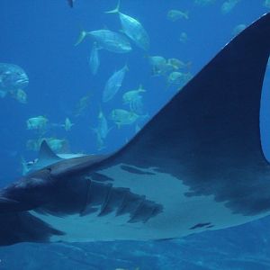 Caribbean Giant Oceanic Ray