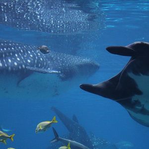 Whale Shark & Manta Ray
