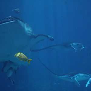 Whale Shark & Manta Rays