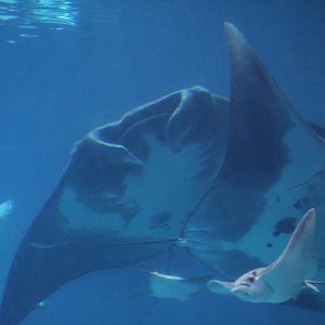 Manta Rays