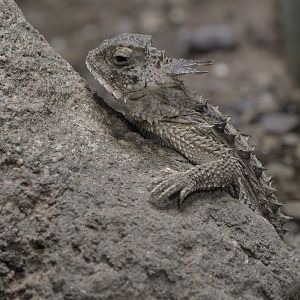 Regal horned lizard in profile