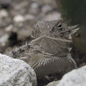 Regal horned lizard