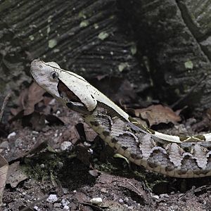 Gabon viper