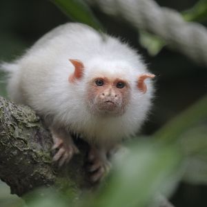 Silvery marmoset